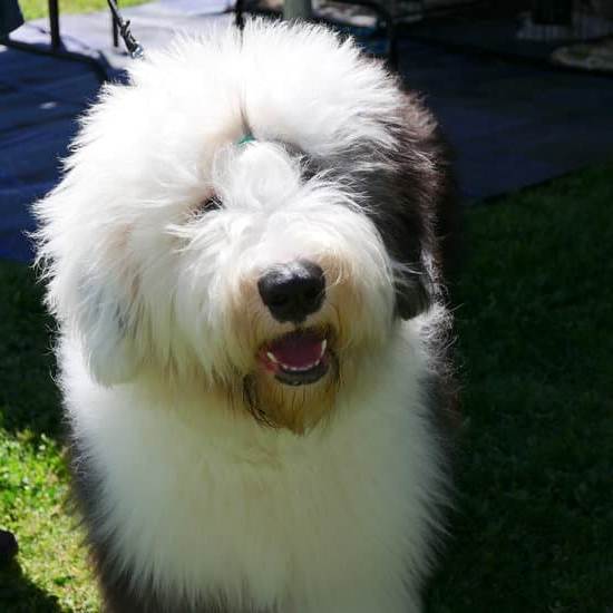 Top-rated Fully Trained Dog Providers in AZ - Find Your Perfect Companion Today!