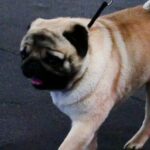 Step-by-step guide on how to train your dog to bow in simple and effective ways