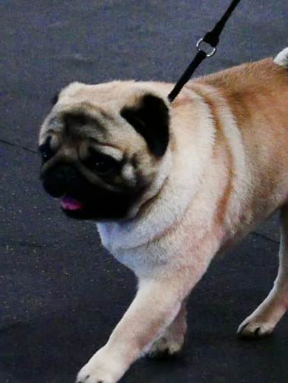 Step-by-step guide on how to train your dog to bow in simple and effective ways