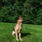 Is It Hard to Train an Adult Dog Training adult dogs requires patience, consistency, and positive reinforcement techniques