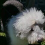 How to Potty Train Small Breed Dogs Step-by-step guide on how to potty train small breed dogs effectively for a mess-free home