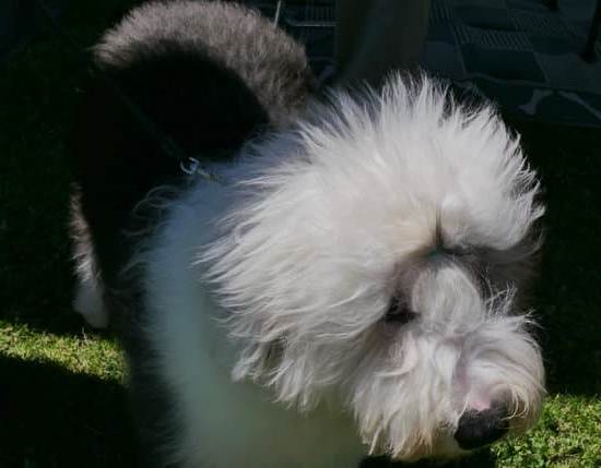 Step-by-step guide on how to potty train small breed dogs effectively for a mess-free home