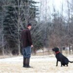 How Much Money Is a Young Pre Trained Dog A young pre-trained dog can cost anywhere between hundreds to thousands of dollars