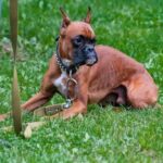 Can a Two Year Old Dog Be Trained Suggested alt text: 'Yes, a two-year-old dog can be trained with proper guidance and consistent reinforcement.'