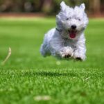 Simplified guide: Step-by-step instructions on how to train a dog to walk on a leash