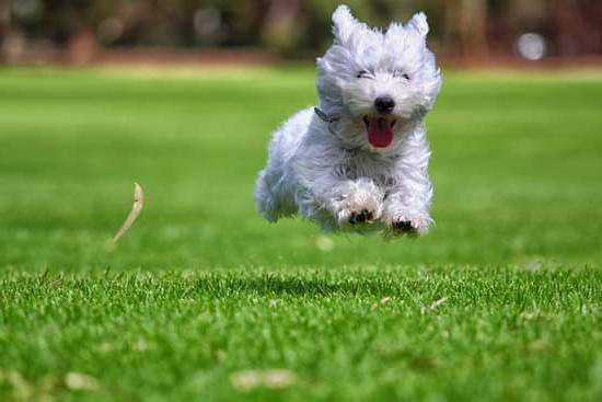 Simplified guide: Step-by-step instructions on how to train a dog to walk on a leash