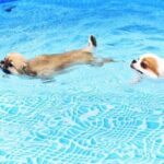 Step-by-step guide on how to train a sheep dog pup for successful herding