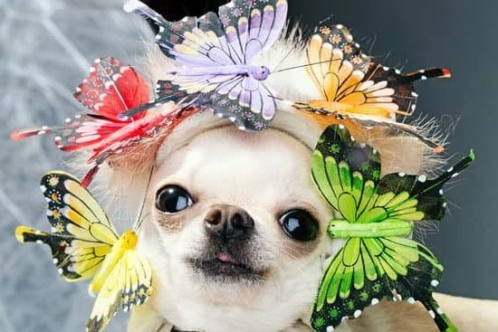 Step-by-step guide on how to train a mouthy dog effectively and easily