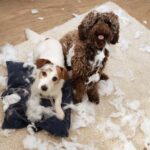 How to Train Your Dog Not O Be Gun Shy How to Train Your Dog to Overcome Gun Shyness: Effective Techniques and Tips