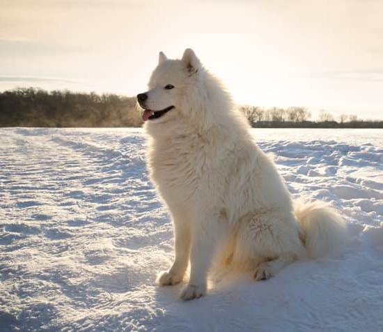Urban Pooch Train provides exceptional therapy dog programs for training dogs to become therapy dogs