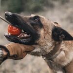 How Long Does It Take to Train Service Dog HOW LONG DOES IT TAKE TO TRAIN A SERVICE DOG: Typical duration and factors affecting training timeline