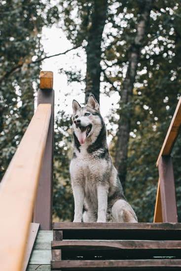 How to Train Your Dog From Running Pass Your Yard 1 Suggestions for good alt text for the keyword 'HOW TO TRAIN YOUR DOG FROM RUNNING PASS YOUR YARD': 'Effective techniques for preventing your dog from running pass your yard'