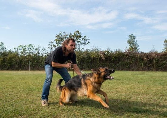 Step-by-step guide to crate training a 2-year-old dog, effective methods included!