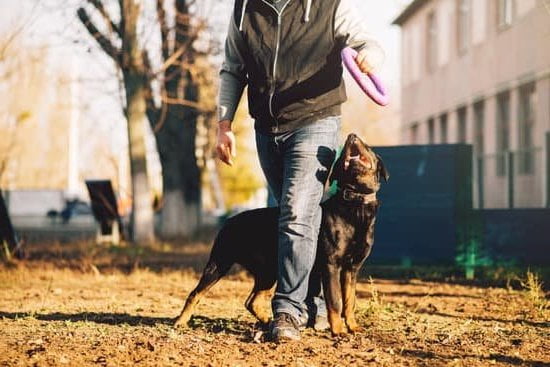 Step-by-step guide on how to train a stubborn dog to walk on a leash