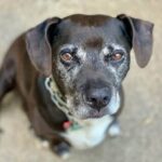 How to Train a Dog to Respond to Its Name Step-by-step guide on how to train a dog to respond to its name effectively