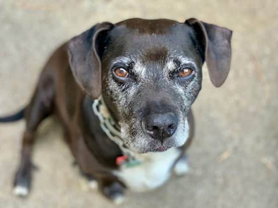 Step-by-step guide on how to train a dog to respond to its name effectively