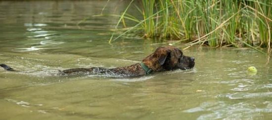 Effective techniques for teaching your dog to stop biting everything using positive reinforcement