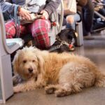 Which Dog Breeds Are Easy to Train Top 10 Easy to Train Dog Breeds: Find Out Which Dog Breeds are Easily Trainable!