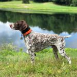 The ultimate guide on how to train a dog in just one day