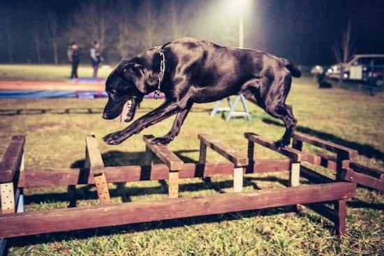 Older dogs can certainly be trained with patience, consistency, and positive reinforcement methods