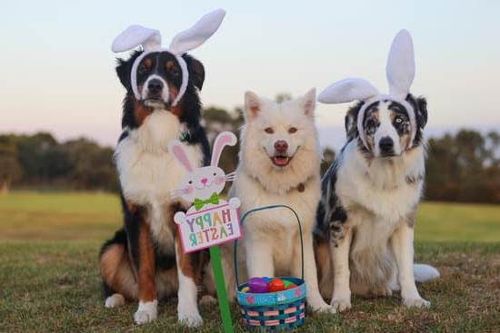 Step-by-step guide on how to train a puppy to become an exceptional hunting dog