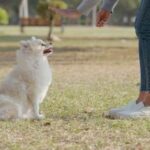 How to Train Dog to Keep It From Barking Guide on training dogs to prevent excessive barking for a well-behaved companion