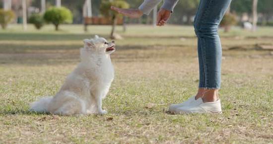 Guide on training dogs to prevent excessive barking for a well-behaved companion