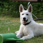 Is It Hard to Train a Dog to Walk Off-Leash Dog walking off-leash in a park - Is it hard to train a dog?