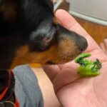 A Masters Way specialized dog training in Syracuse, NY for well-behaved and obedient pets