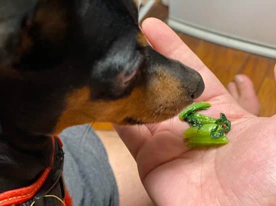 A Masters Way Dog Training Syracuse 1 A Masters Way specialized dog training in Syracuse, NY for well-behaved and obedient pets