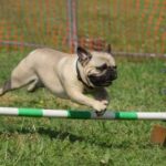 How to Train Dogs Minecraft Step-by-step guide on how to train dogs in Minecraft for better gameplay