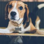 How to Train Your Dog to Stop Chasing Ani Als Step-by-step guide on training your dog to stop chasing animals