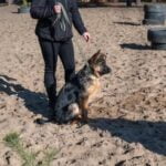 How to Train Your Dog 101 Step-by-step guide on How to Train Your Dog 101 – Expert Tips for Successful Dog Training