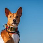 Step-by-step guide: How do the trained drug dogs detect illegal substances?