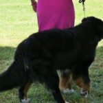 How to Train Your Dog to Not Be Destructive Step-by-step guide on preventing destructive behavior in dogs: How to Train Your Dog to Not Be Destructive