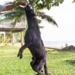 How to Train a Dog to Run With a Bike Dog running alongside a bike during training session