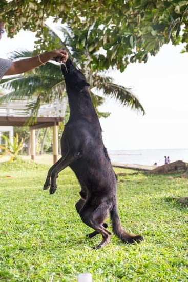 How to Train Your Dog to Wear Diapers 1 Step-by-step guide on teaching your dog to wear diapers, ensuring comfort and cleanliness