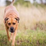 When Does a Military Dog Start to Train When does a military dog start to train: Tips and timeline for training these loyal canines