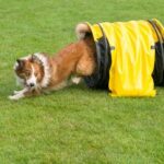 How to Train Your New Dog Step-by-step guide on how to train your new dog for obedience and good behavior
