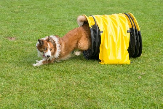 How to Train Your New Dog 1 Step-by-step guide on how to train your new dog for obedience and good behavior