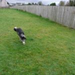 How to Train My Dog to Bow Step-by-step guide: How to train my dog to bow on command