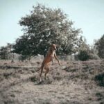 How to Train My Dog to Stop Chewing on Things Step-by-step guide on how to train my dog to stop chewing on things