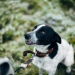 How to Train a Dog to Trail Deer Blood Step-by-step guide on teaching dogs to trail deer blood effectively