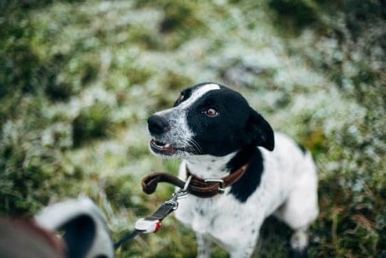 Step-by-step guide on teaching dogs to trail deer blood effectively