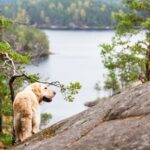 Where Can I Take My Dog to Get Trained Professional Dog Training Classes: Discover Where Can I Take My Dog to Get Trained Today!