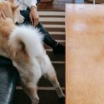 How Much Is Therapy Dog Training Affordable therapy dog training prices - discover how much therapy dog training costs