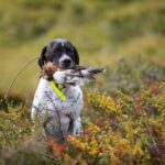 Image: Guide dog for people with hearing loss disability undergoing hearing training