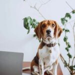 Can You Train Two Dogs at the Same Time Image of a person effectively training and managing two dogs simultaneously