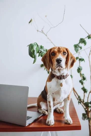 Image of a person effectively training and managing two dogs simultaneously