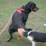 How Much Does It Cost to Hire a Dog Trainer Suggested alt text: Knowing how much it costs to hire a dog trainer: factors, expenses, and expert fees